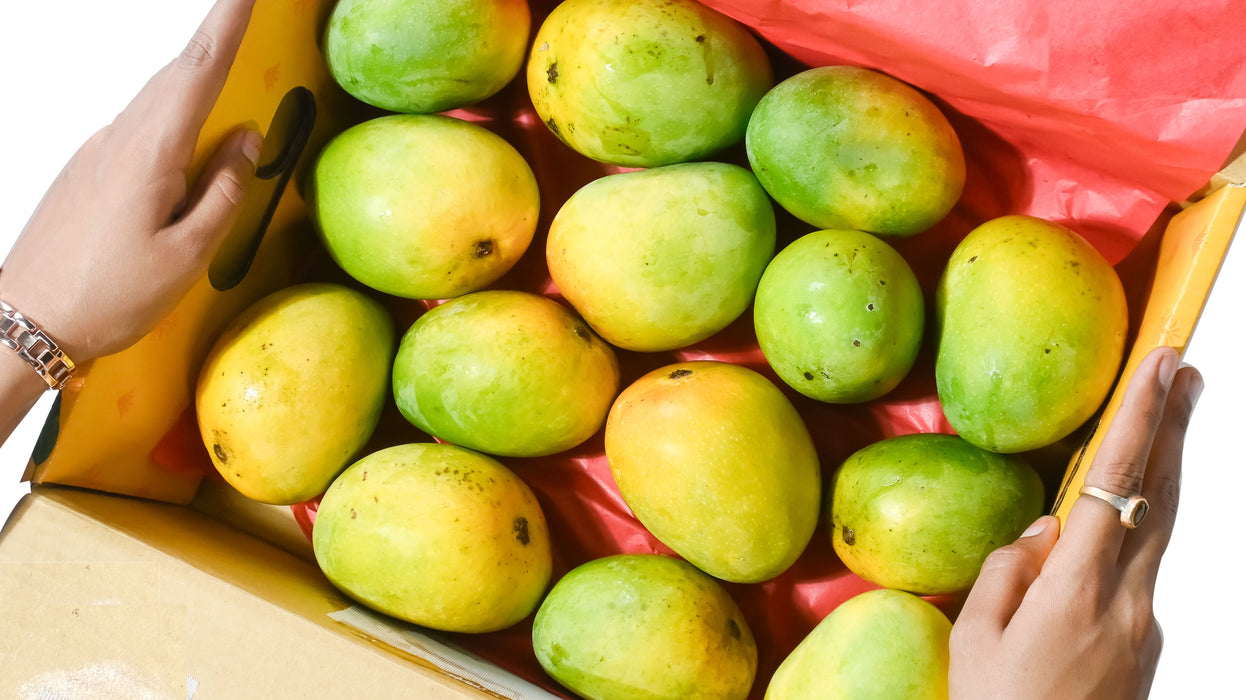 Alphonso Mango (Hapus) — The King, Grown Organic (3 KG) | Rajamudi Organics