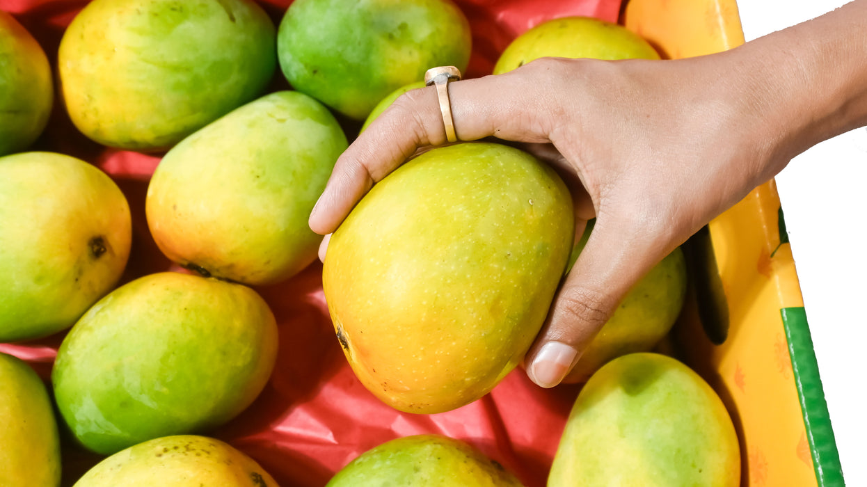 Alphonso Mango (Hapus) — The King, Grown Organic (3 KG) | Rajamudi Organics
