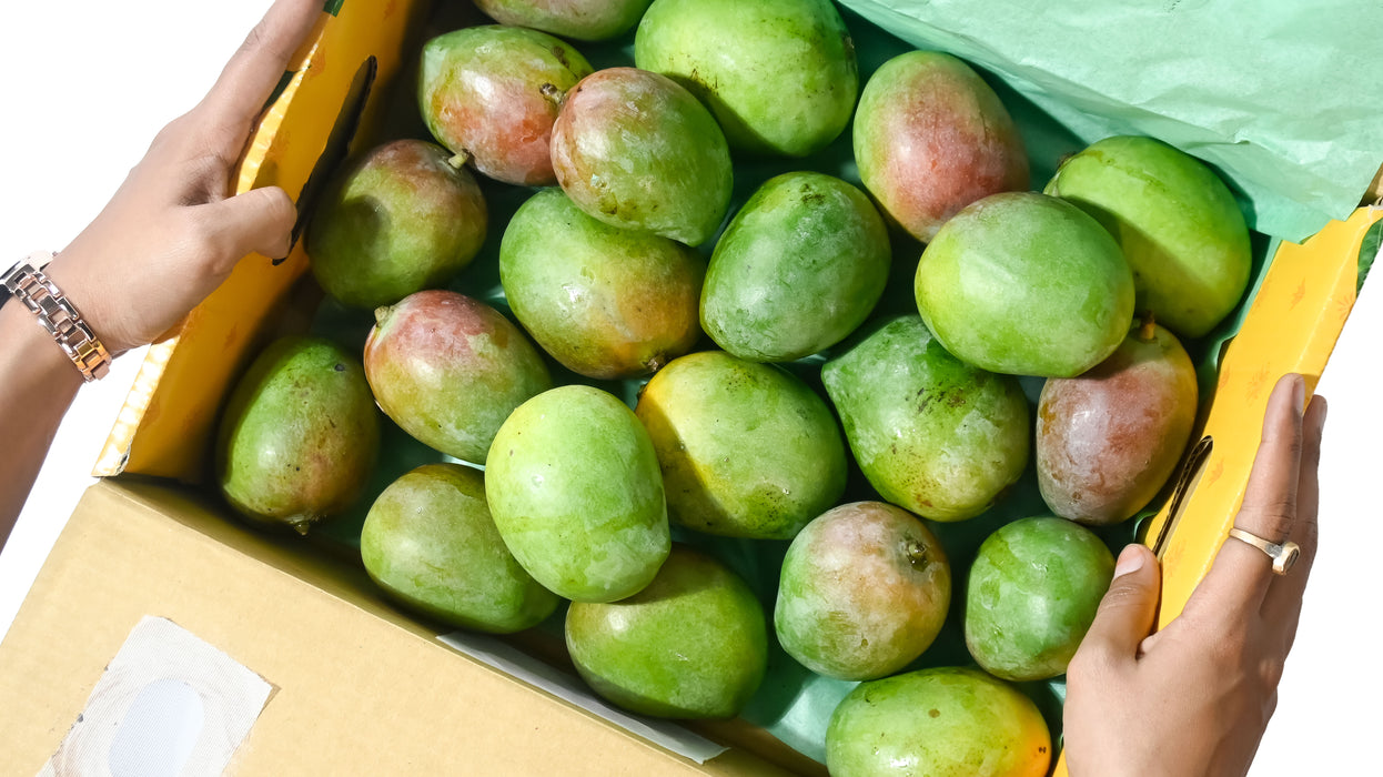 Alphonso Mango (Hapus) — The King, Grown Organic (3 KG) | Rajamudi Organics